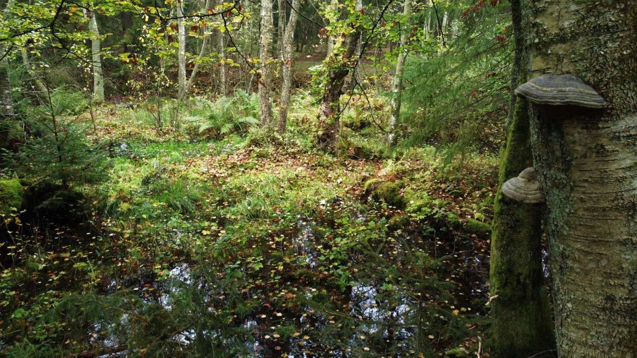 Kristianstad: Swamp forest and intercropping reduce climate impact