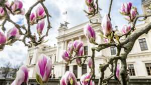 Image from Lund University of the University House with magnolias.