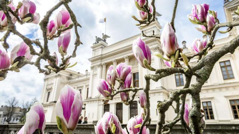 Image from Lund University of the University House with magnolias.